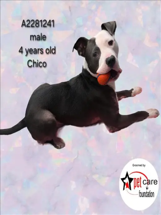 CHICO