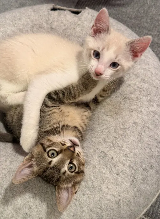 Oliver / Clark