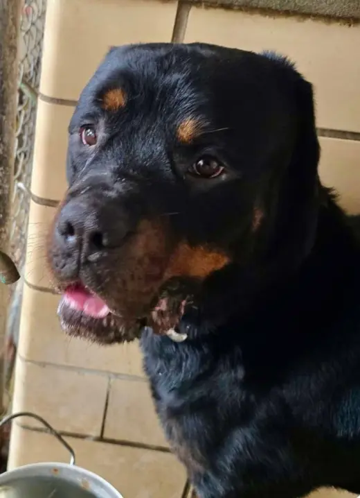 Gunner aka Rolo