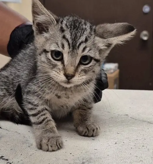 CARL