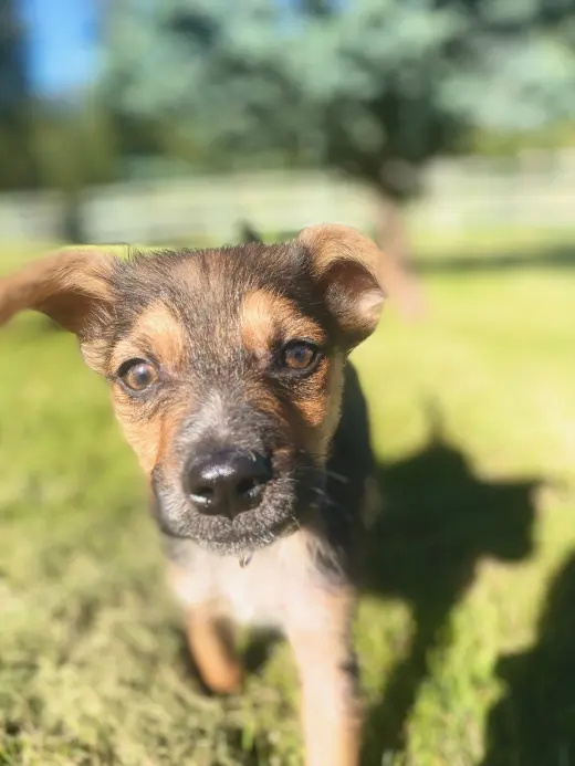 Little Dude