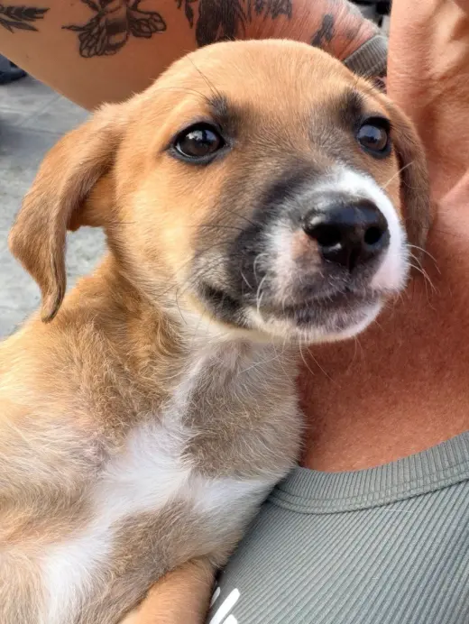 Koda