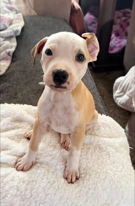 Casper