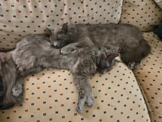 Lady Grey / Matilda
