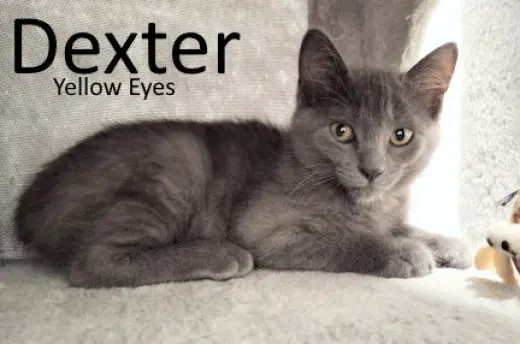 Dexter