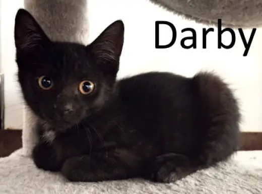 Darby