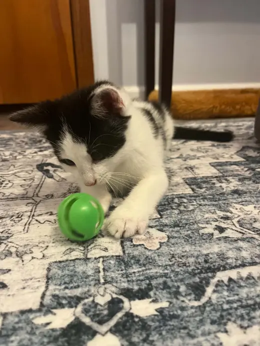 Elliott (Kitty)