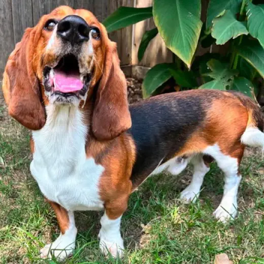 BRUNO - ADOPTION PENDING!
