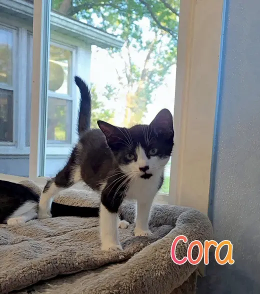 Cora
