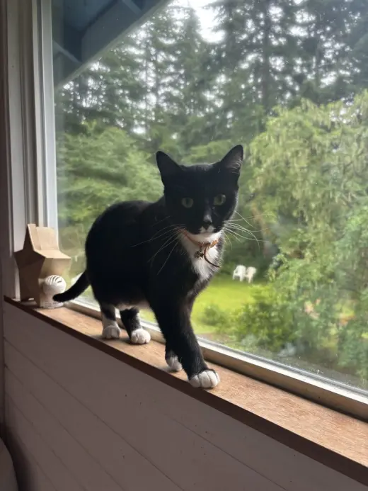 Juno