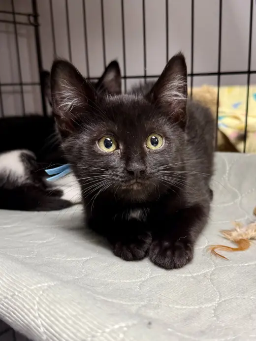 CAT - Remy