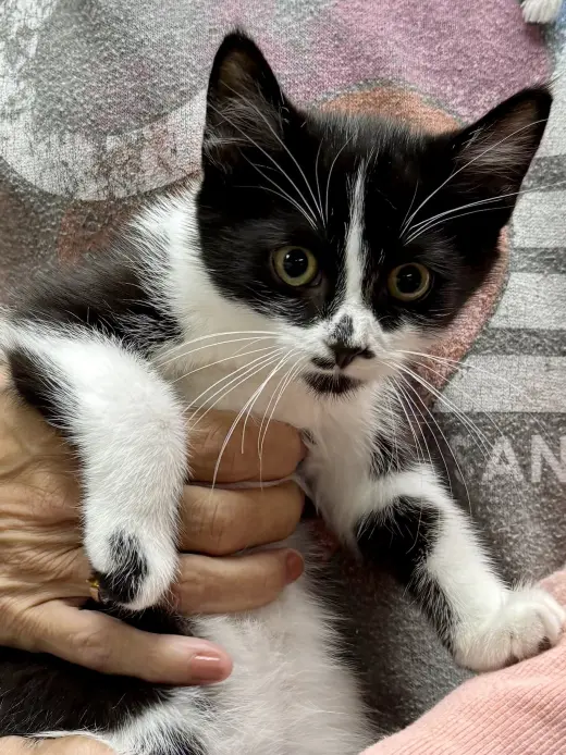 CAT - Rory