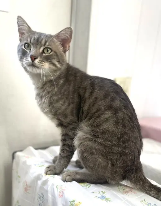 Dan (FIV+)