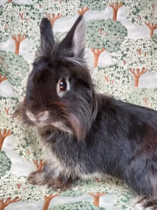 BUN MARLEY
