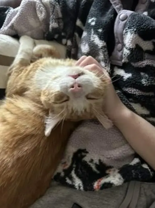 Purrince