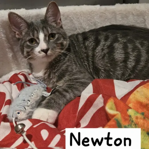 Newton