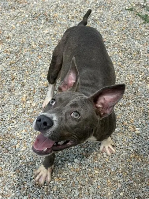 VIRGINIA WOOF