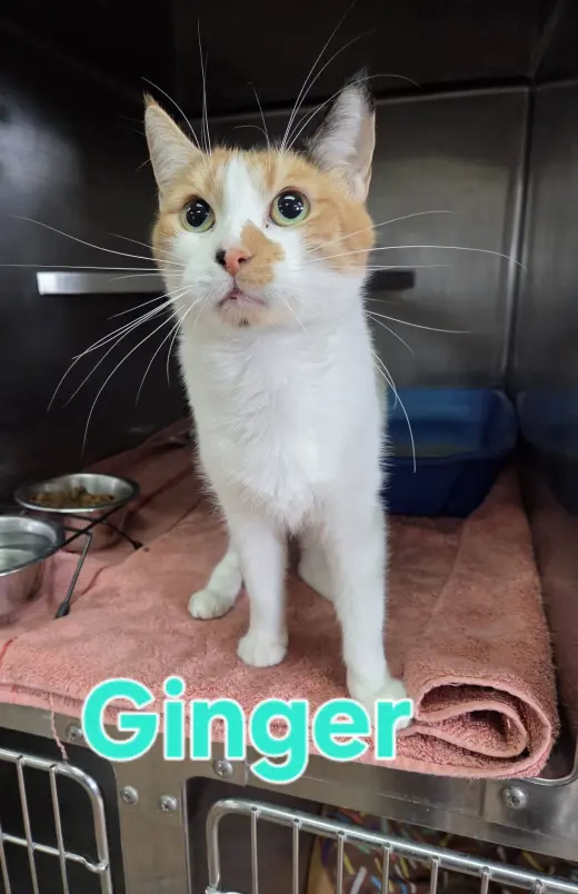 Ginger