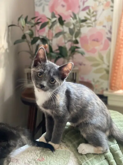 Penny