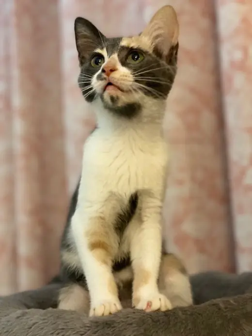 Priscilla