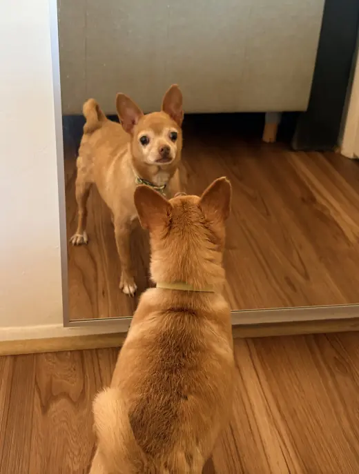 Chewy