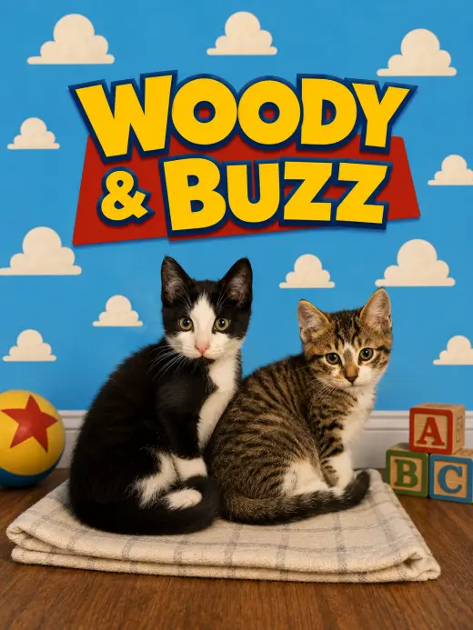 Woody & Buzz: bonded (FCID# 06/24/26 - 66, 65)