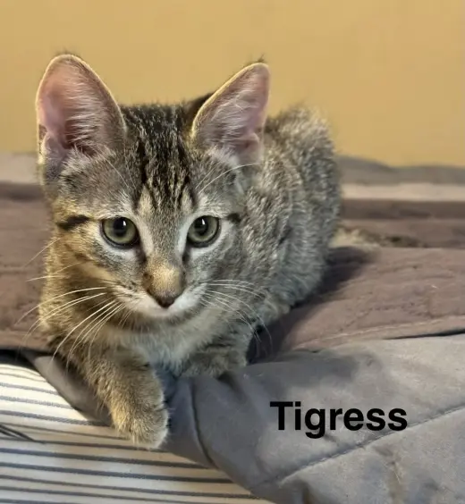 Tigress