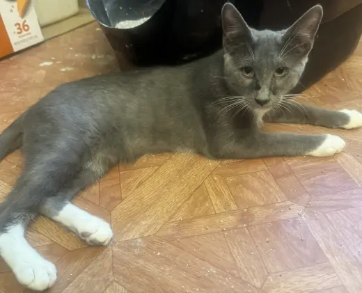 Cooper