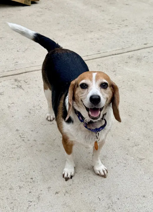 Lucy - ADOPTED!