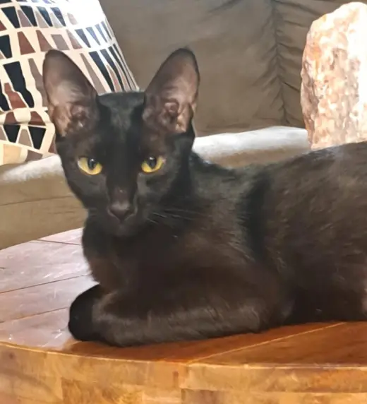 Pantera