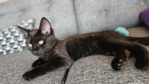 *ZORRO
