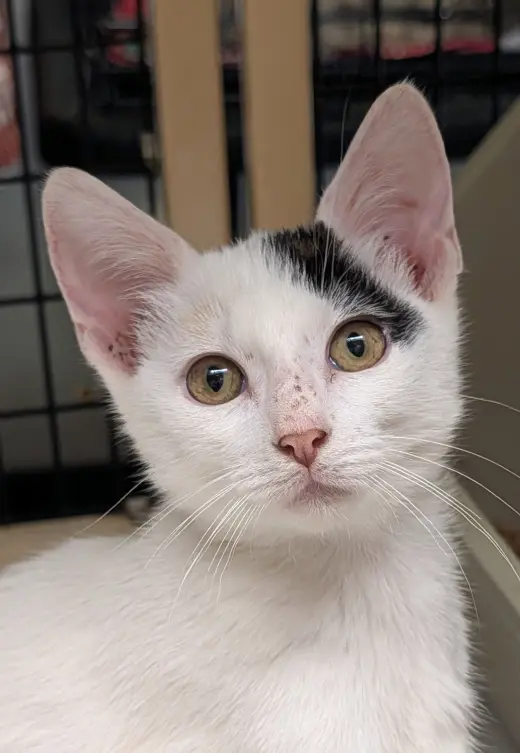 Calypso