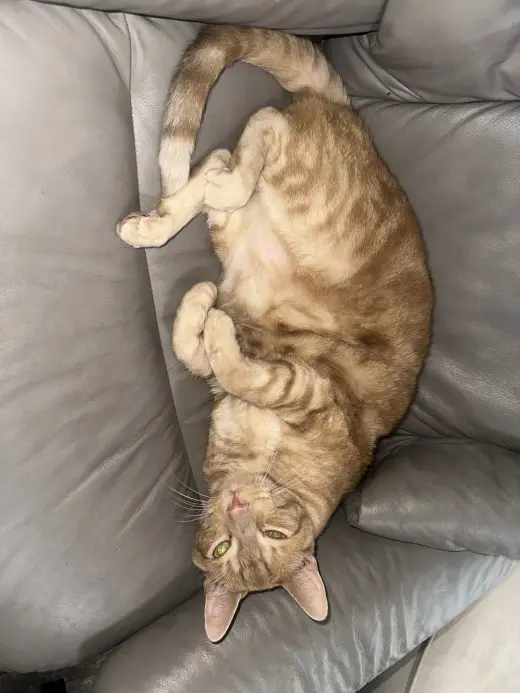 Zeus