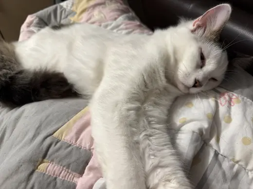 BONDED PAIR: Itsy Bitsy & Mothball