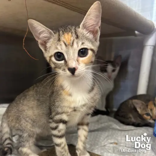 Lyra