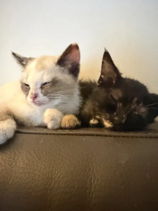 Shell & Shortstop (*bonded pair)