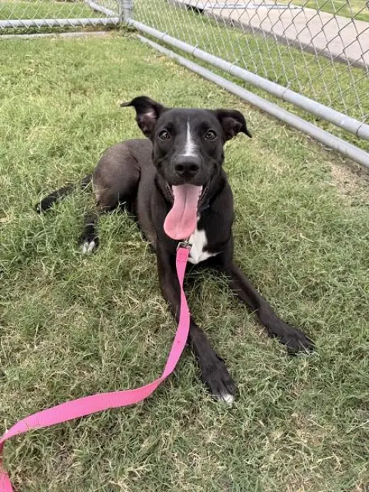 LIL GIRL