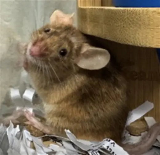 PIP