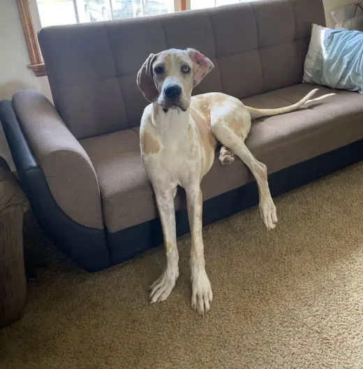 Dane Dawgs : Quinn