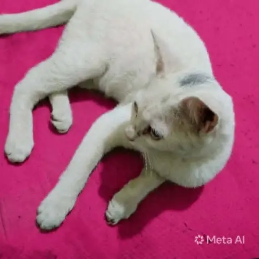 Sahlab