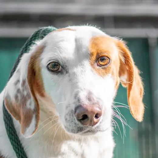 Daisy