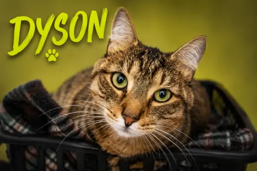 Dyson (FCID# 06/25/2026 - 1 Trainer)