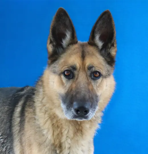 ODIN