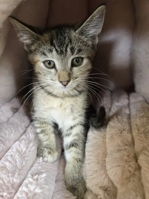 Gamora