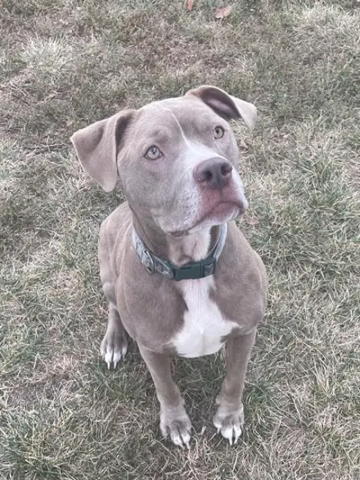 ZEUS