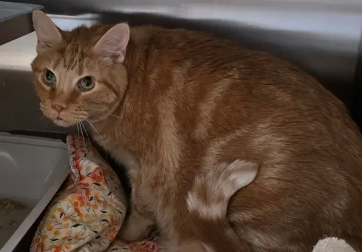 Flynn