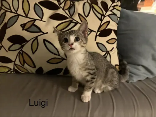 Luigi KITTEN