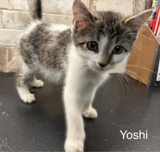 Yoshi KITTEN