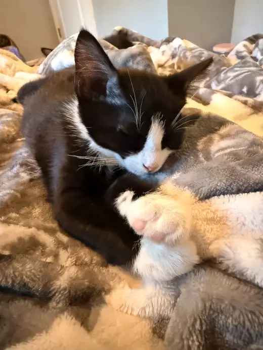 Skye's Koch KITTEN
