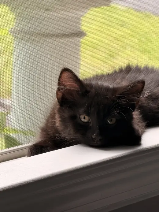 Skye's Reid KITTEN